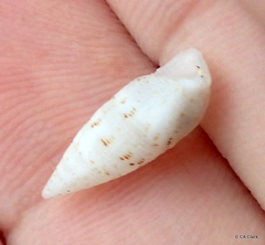 Cerithium nesioticum