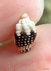 Condylomitra tuberosa