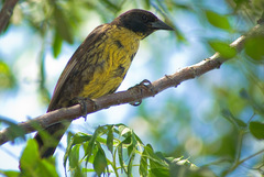 Unicolored Blackbird photo 2