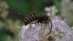 Dolichovespula norvegicoides