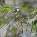 Hoffmannia nicotianifolia - Photo (c) Neptalí Ramírez Marcial, algunos derechos reservados (CC BY), subido por Neptalí Ramírez Marcial