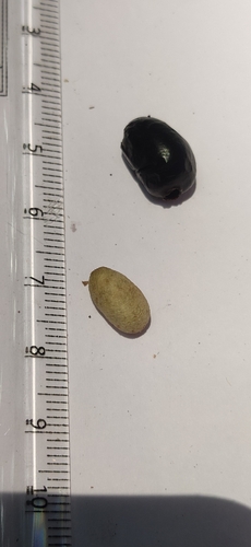 Syzygium densiflorum, photograph 4