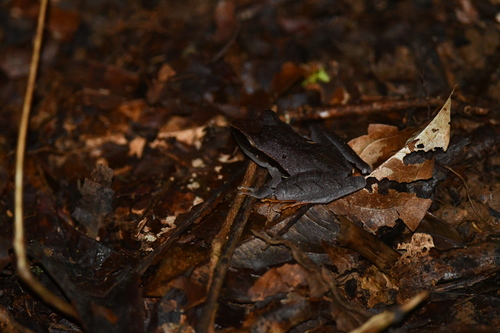 Craugastor mimus