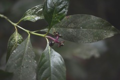 Palicourea gracilenta