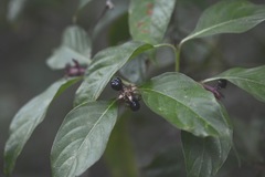 Palicourea gracilenta