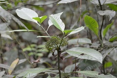 Psychotria trichotoma