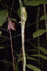 Gonocephalus bornensis