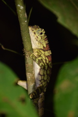 Gonocephalus bornensis