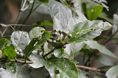 Solanum rovirosanum