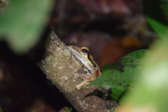 Polypedates macrotis