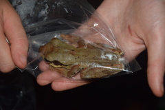 Polypedates macrotis