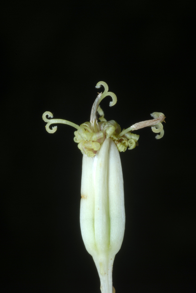 pale Indian plantain