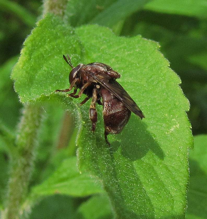 Microdon abditus