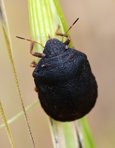 European Tortoise Bug photo 2