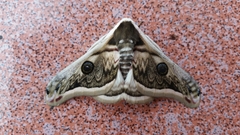 Saturnia pyretorum