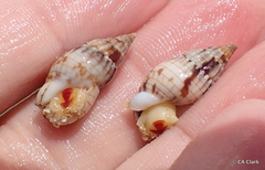 Nassarius gaudiosus