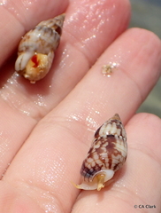 Nassarius gaudiosus