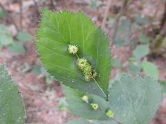 Dasineura crataegibedeguar