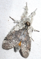 Calliteara grotei
