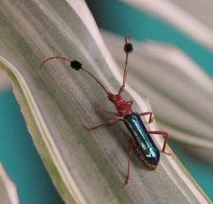 Compsocerus violaceus