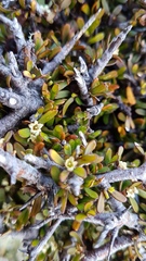 Pittosporum anomalum