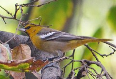 Icterus bullockii