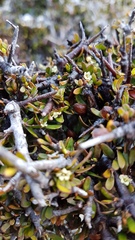 Pittosporum anomalum