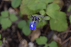 Salvia prunifolia