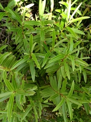 Veronica strictissima