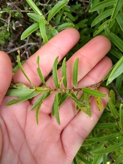 Veronica strictissima