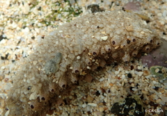 Holothuria pervicax