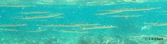 Platybelone argalus