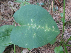 Scrobipalpula manierreorum