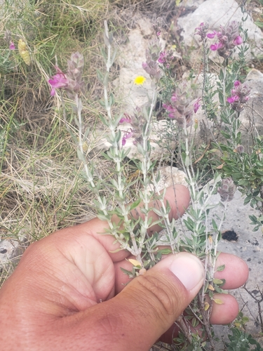 Image of Teucrium marum by (c) Ben Costamagna, some rights reserved (CC BY)