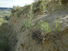 Artemisia longifolia