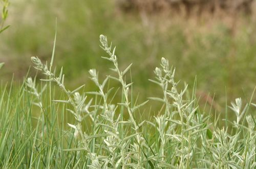 Variedad Artemisia ludoviciana gnaphalodes · iNaturalist Mexico