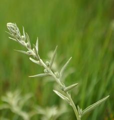 Artemisia ludoviciana gnaphalodes