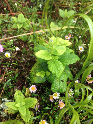 Big-leaf mint (Mentha × rotundifolia)