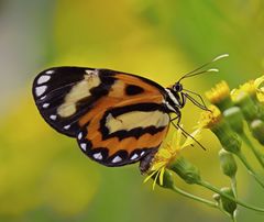 Placidina euryanassa