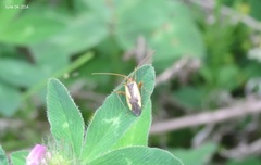 Adelphocoris suturalis