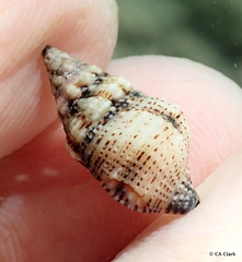 Peristernia chlorostoma
