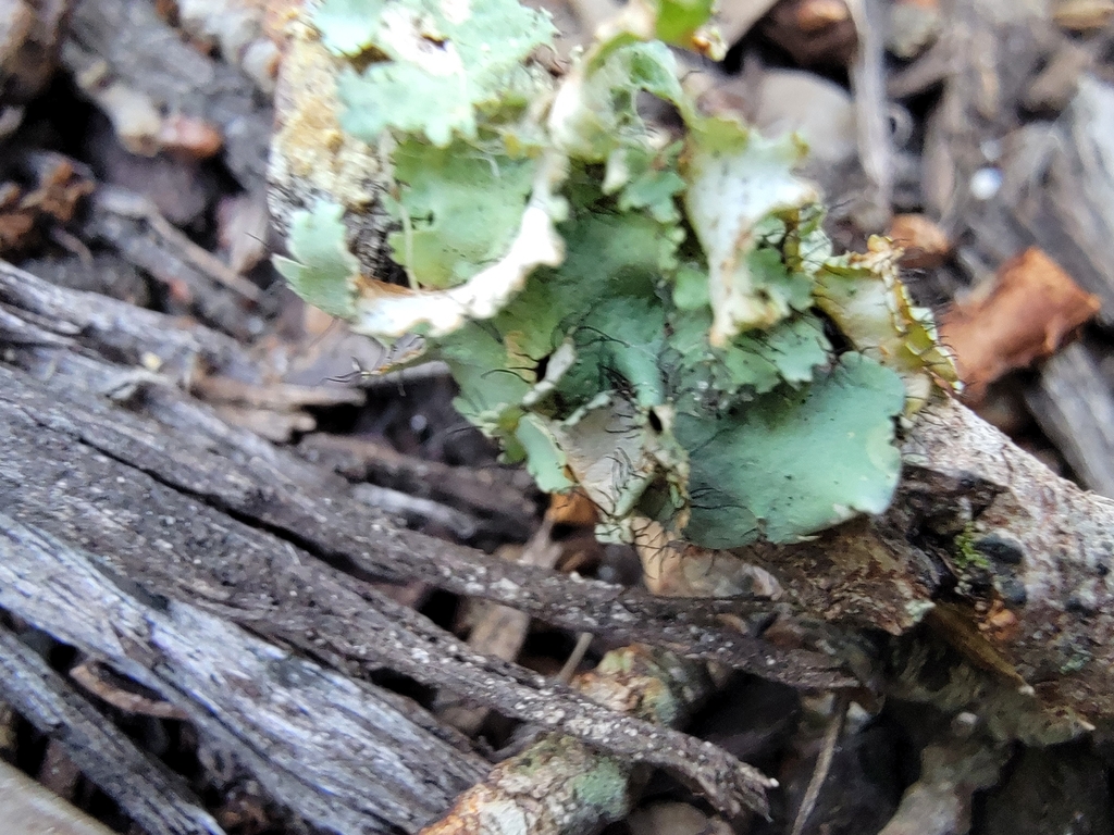 powdered ruffle lichen from Lettuce Lake Park on May 17, 2023 at 0737