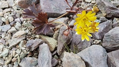 Ranunculus verticillatus