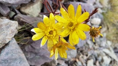 Ranunculus verticillatus