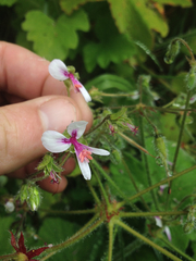 Pelargonium tomentosum