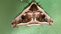 Saturnia pyretorum