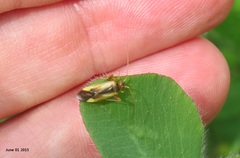 Adelphocoris suturalis