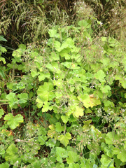 Pelargonium tomentosum
