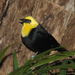 Yellow-hooded Blackbird - Photo (c) Trisha Shears, some rights reserved (CC BY-SA)