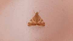 Agrioglypta